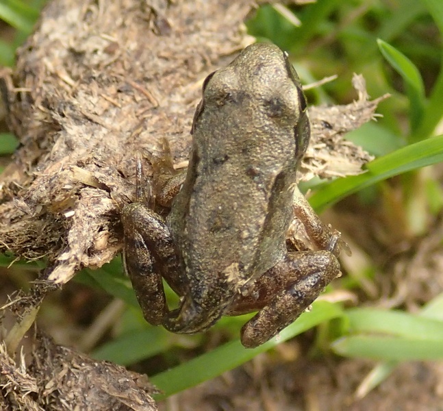 Rospetto intraprendente? - Rana temporaria juv.